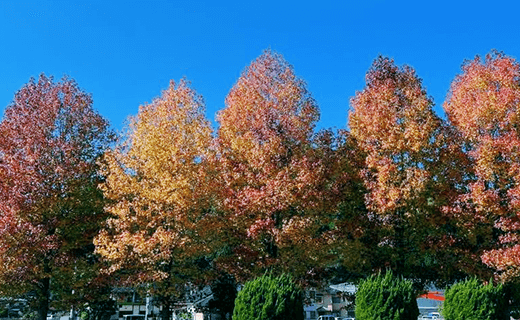 紅葉した並木の写真